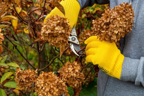 closeup of someone wearing yellow gardening gloves pruning a hydrangea