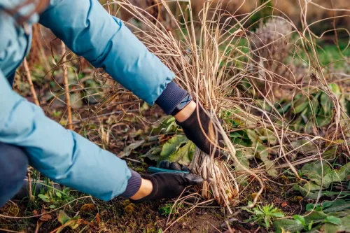 person pruning ornamental grasses