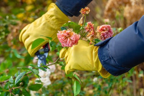 close up of a person wearing bright yellow gardening gloves pruning a rose bush in the fall