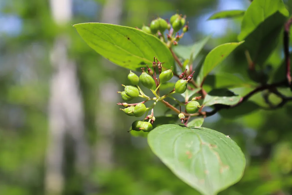 A Red-twig Dogwood