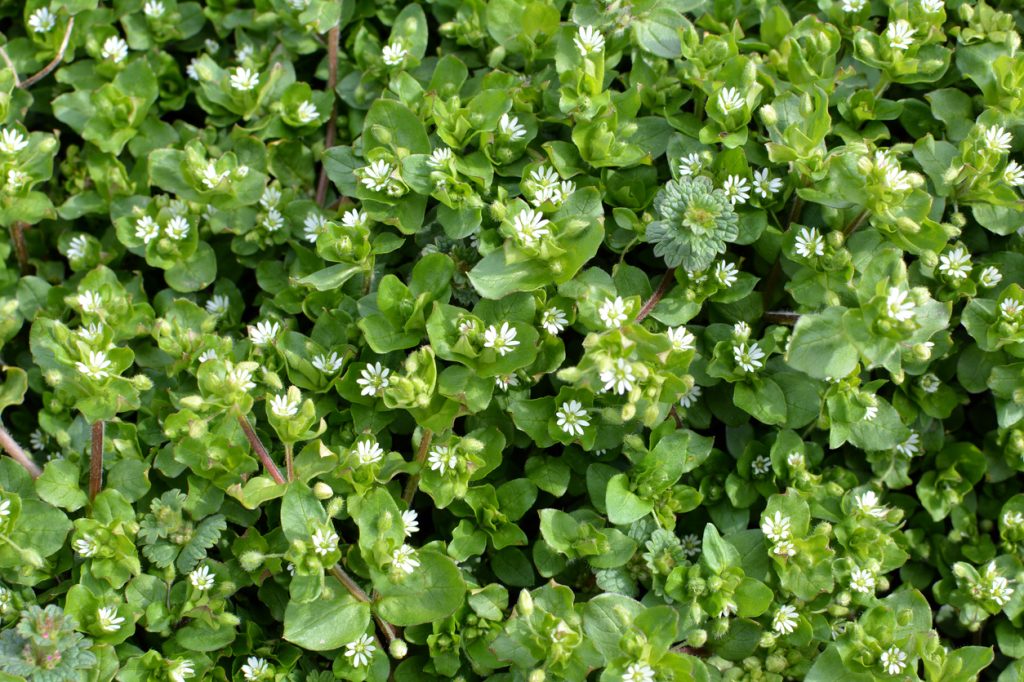 A close up of common chickweed