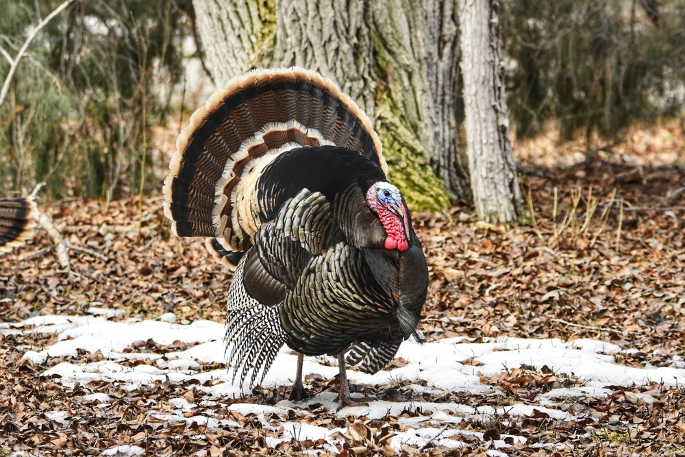 A turkey standing in snow