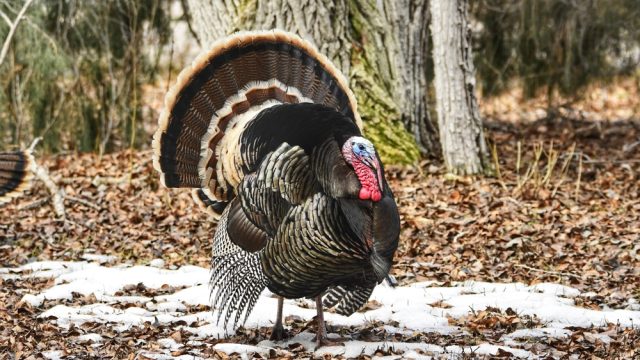 A turkey standing in snow