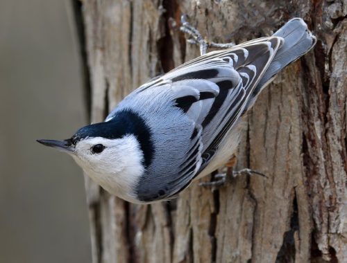 White‑Breasted Nuthatch bird on a tree