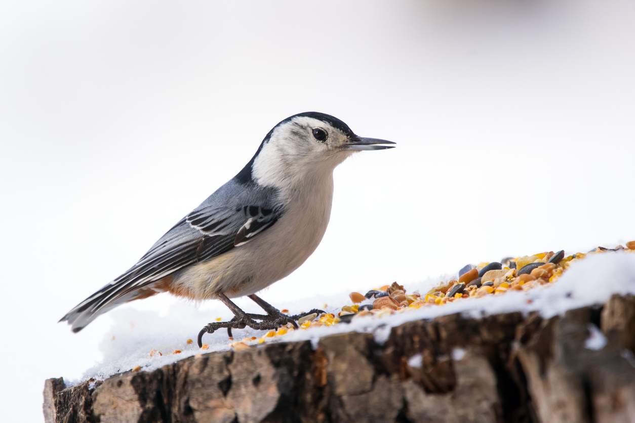 A white-breasted nuthatch