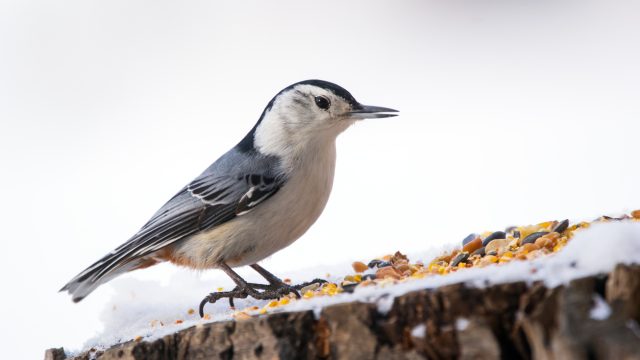 A white-breasted nuthatch