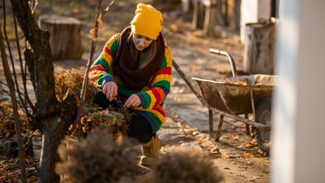 Young woman cutting plants in the yard in autumn