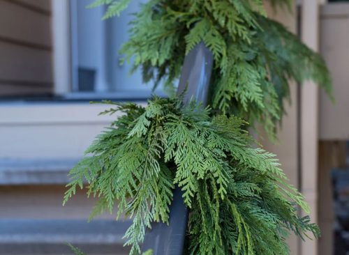 15' Fresh Western Red Cedar Garland