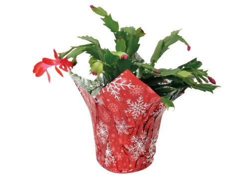 5" Christmas Cactus - Assorted Colors