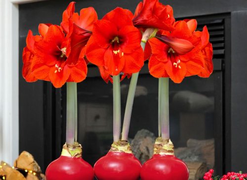 Bloomaker Red Waxed Amaryllis Trio