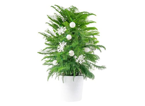 Costa Farms Norfolk Island Pine Decorated Live Christmas Tree, Houseplant in Decor Planter