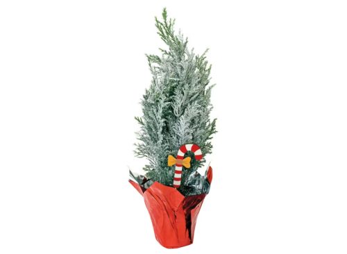 Mini Holiday Cypress Tree