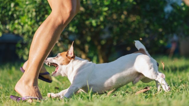 Angry roaring agressive Jack Russell Terrier playing and biting his owner