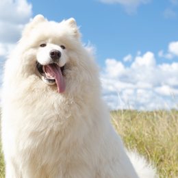 A fluffy Samoyed dog outside