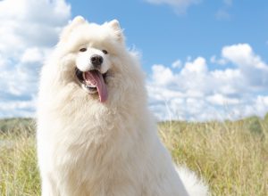 A fluffy Samoyed dog outside