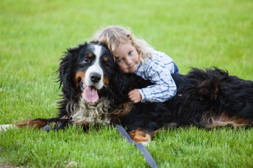 little kid hugging a Bernese Mountain dog in the grass