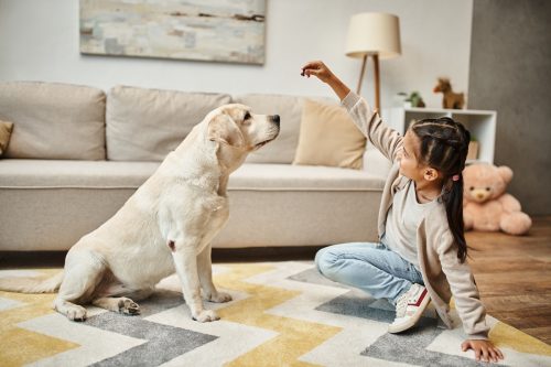 little girl giving a treat to a labrador retriever