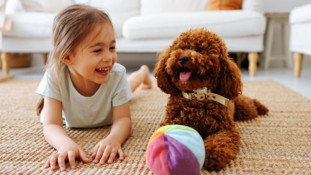 little girl laying on floor playing with brown toy poodle