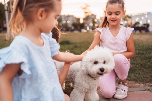 little girls petting Bichon Frise in park