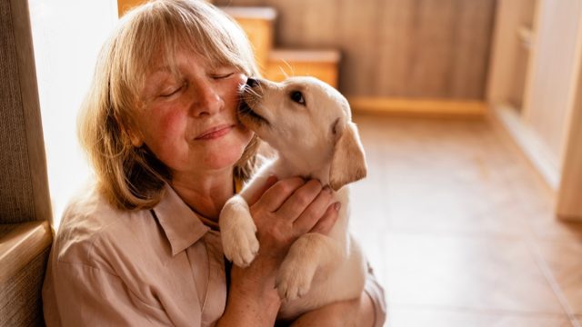 A mature woman in casual clothes hugs a puppy at home. A pet licks its owner face. A pensioner takes care of a small golden retriever. A middle-aged woman smiles and caresses a cute dog