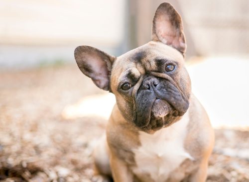 A cute fawn colored French Bulldog