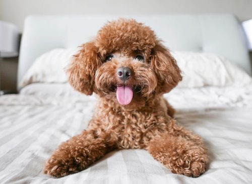 Cute Toy Poodle resting on bed