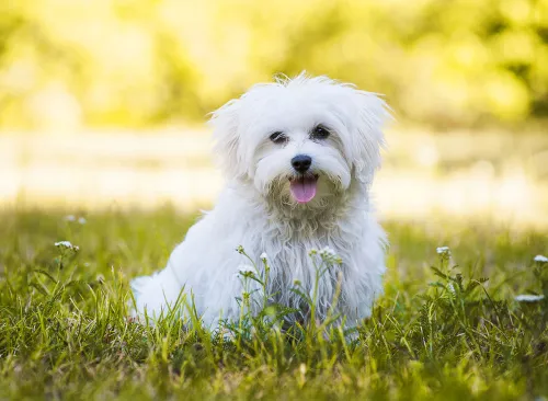 Young maltese dog in a meadow