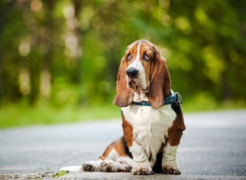 Dog Basset hound sitting and looks forward