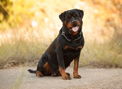 beautiful big dog breed Rottweiler for a walk autumn
