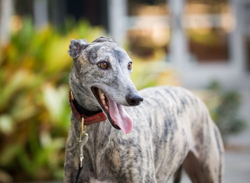 Fawn brindle Greyhound dog outdoor portrait