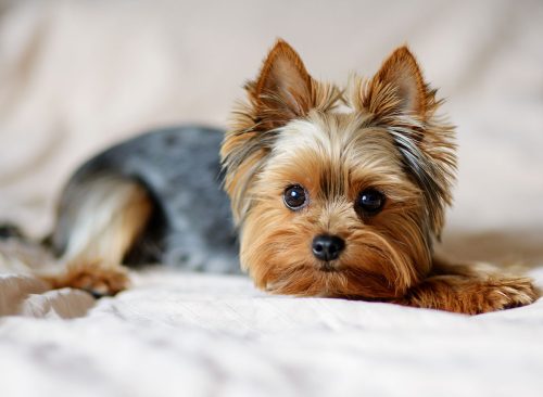 Cute dog photography, yorkshire terrier photo