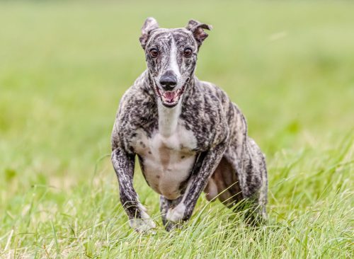 Whippet dog running in the field on lure coursing competition