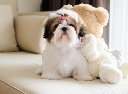 Cute shih tzu puppy is sitting and looking to us