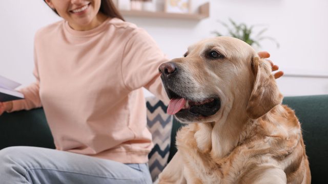 Happy,Woman,With,Cute,Labrador,Retriever,At,Home,,Focus,On