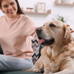 10 Dog Breeds That Rarely Act Destructive