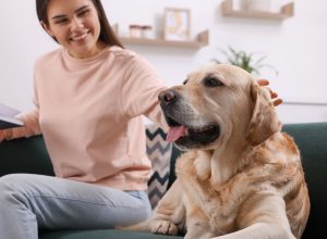 10 Dog Breeds That Rarely Act Destructive