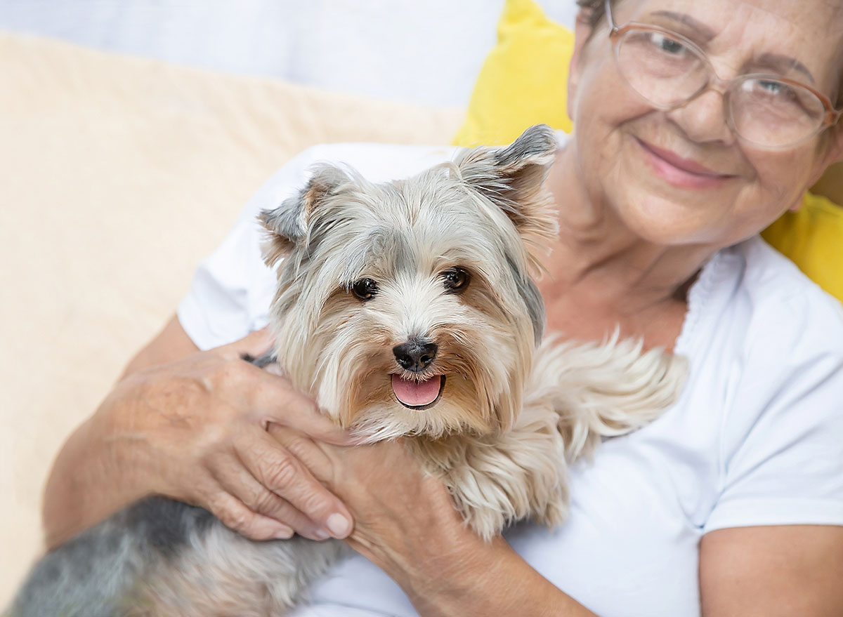 Happy senior elderly woman (over age of 50) hugging lovely Yorkshire terrier dog with cute expression at home. Pensioner and animal enjoying rest together.