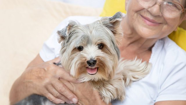 Happy senior elderly woman (over age of 50) hugging lovely Yorkshire terrier dog with cute expression at home. Pensioner and animal enjoying rest together.