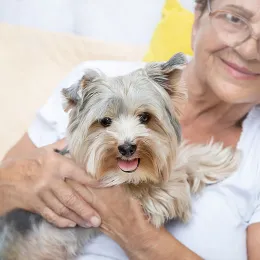 Happy senior elderly woman (over age of 50) hugging lovely Yorkshire terrier dog with cute expression at home. Pensioner and animal enjoying rest together.