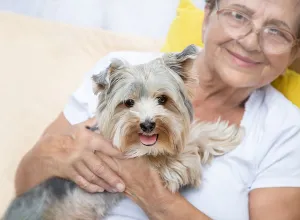 Happy senior elderly woman (over age of 50) hugging lovely Yorkshire terrier dog with cute expression at home. Pensioner and animal enjoying rest together.
