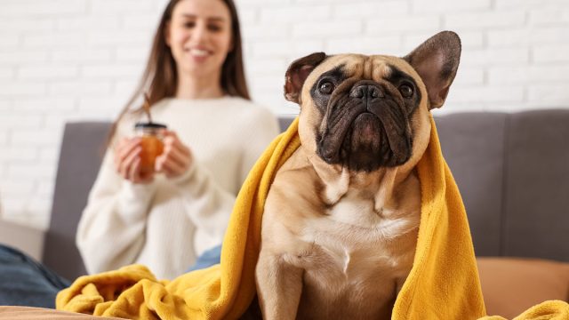 Young woman and cute French bulldog with blanket sitting on bed at home