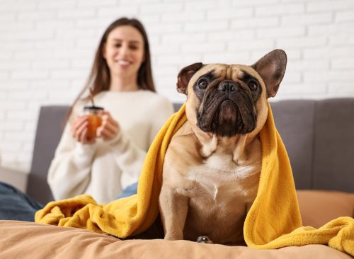 Young woman and cute French bulldog with blanket sitting on bed at home