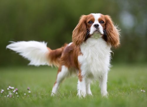 A purebred Cavalier King Charles Spaniel dog without leash outdoors in the nature on a sunny day.