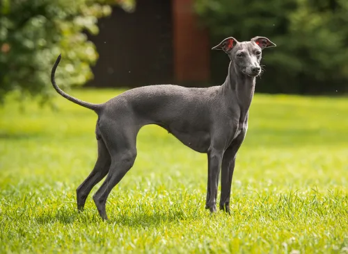 Italian greyhound/Nature
