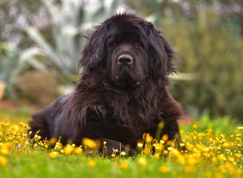 newfoundland terre neuve