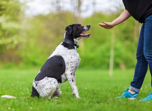 woman gives a command to her mixed breed dog