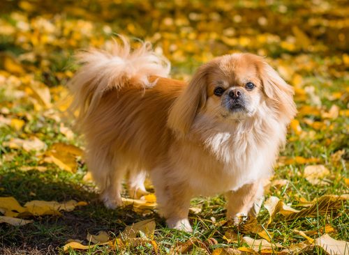 Cute and funny red light pekingese dog in autumn park playing with leaves and joyful. Best human friend. Pretty mature dog in garden around sunlight
