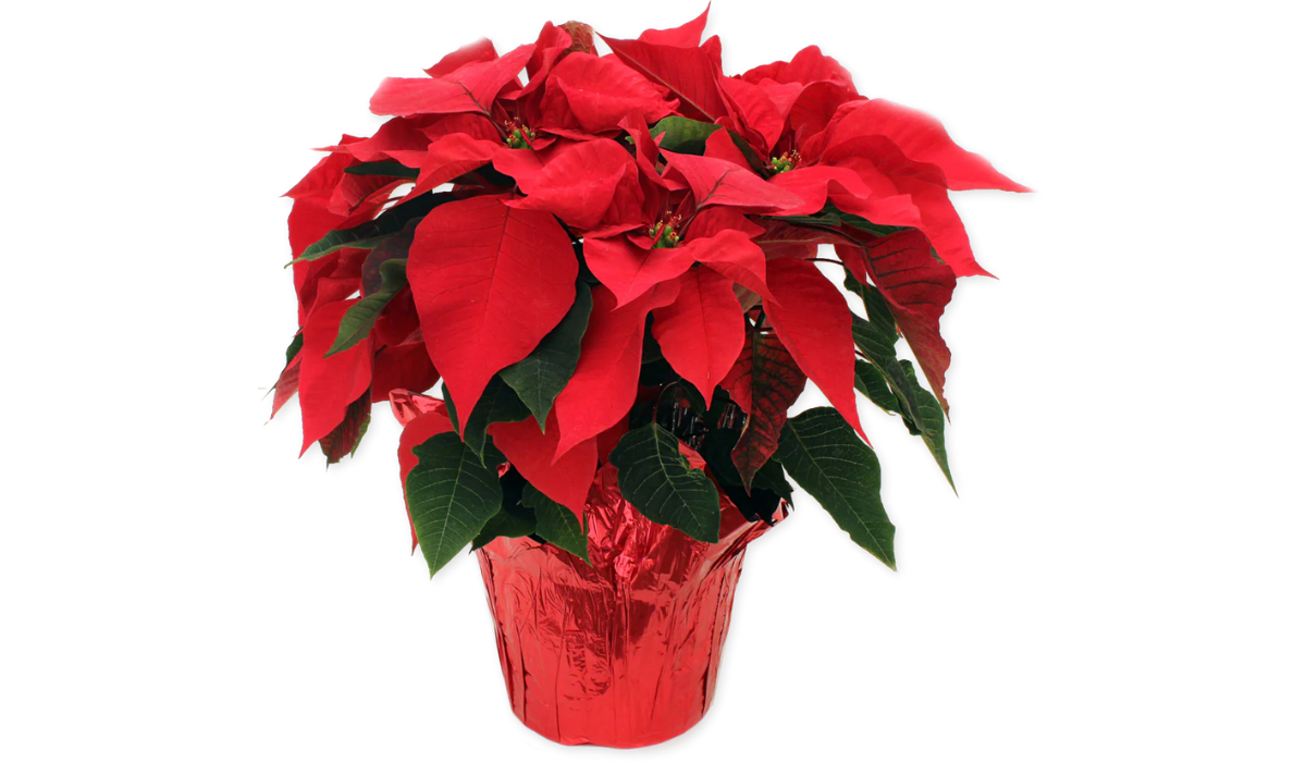 poinsettia