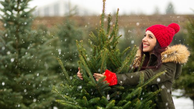 Young Woman Buying Christmas Tree at Christmas tree farm