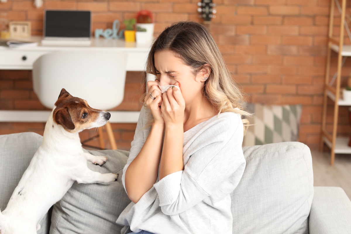 woman sneezing next to a dog on her couch